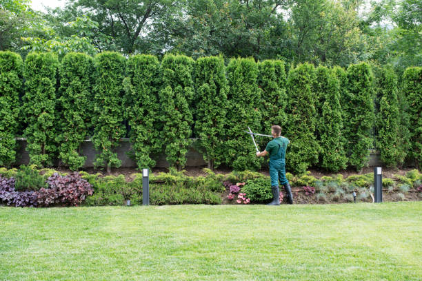 Best Tree Disease Treatment  in Cobden, IL